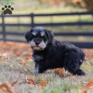 Ace, Miniature Schnauzer Puppy